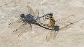 Orthetrum chrysostigma in cop-1404